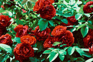 Couvreur L'Haÿ-les-Roses